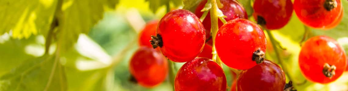 Beeren - Banner Gartenverein Fritz Husemann