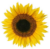 Sonnenblume